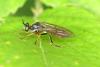 Dioctria sp.
